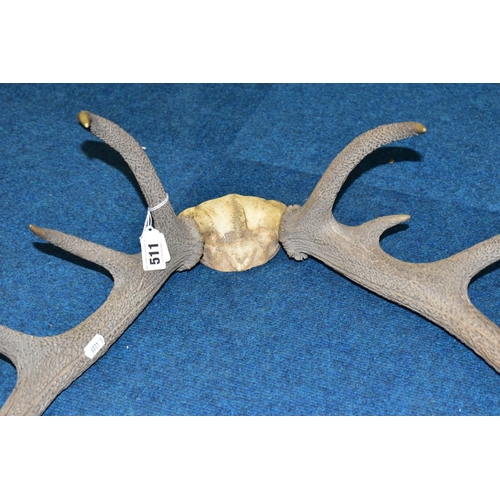 511 - A PAIR OF RED DEER ANTLERS, unmounted, with top of skull, eleven points, total length 61cm, width at... 