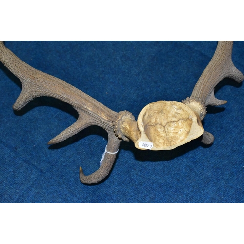 511 - A PAIR OF RED DEER ANTLERS, unmounted, with top of skull, eleven points, total length 61cm, width at... 