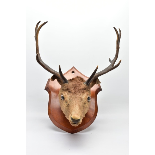 298 - TAXIDERMY: A EUROPEAN RED DEER STAG'S HEAD MOUNTED ON A WALNUT SHIELD, thirteen points (7 and 6), wi... 