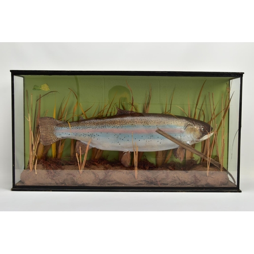 239 - TAXIDERMY, a second half 20th century cased Rainbow Trout within a naturalistic setting, glazed to t... 