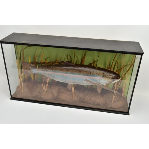 239 - TAXIDERMY, a second half 20th century cased Rainbow Trout within a naturalistic setting, glazed to t... 