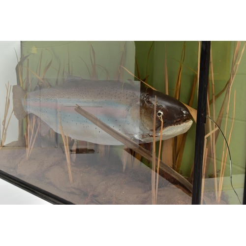 239 - TAXIDERMY, a second half 20th century cased Rainbow Trout within a naturalistic setting, glazed to t... 