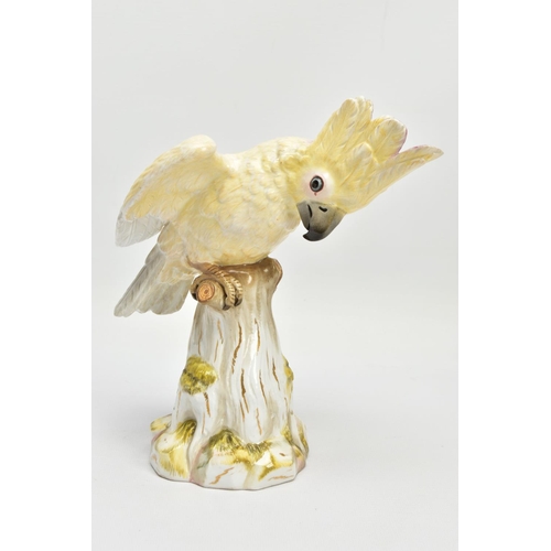 245 - A 20TH CENTURY MEISSEN COCKATOO AFTER J.J. KANDLER, modelled as perched on a mossy covered stump wit... 