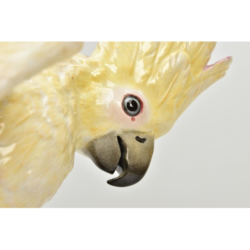 245 - A 20TH CENTURY MEISSEN COCKATOO AFTER J.J. KANDLER, modelled as perched on a mossy covered stump wit... 