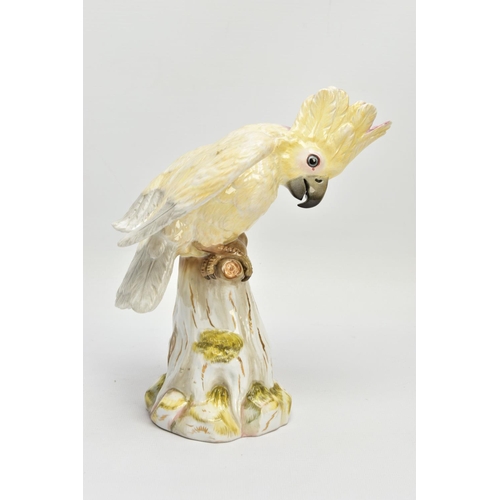 245 - A 20TH CENTURY MEISSEN COCKATOO AFTER J.J. KANDLER, modelled as perched on a mossy covered stump wit... 