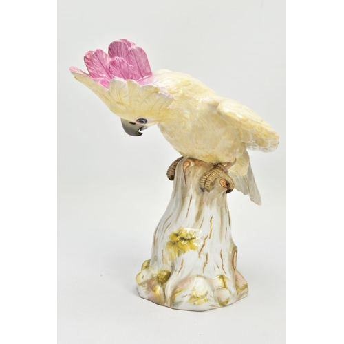 245 - A 20TH CENTURY MEISSEN COCKATOO AFTER J.J. KANDLER, modelled as perched on a mossy covered stump wit... 