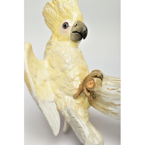 245 - A 20TH CENTURY MEISSEN COCKATOO AFTER J.J. KANDLER, modelled as perched on a mossy covered stump wit... 