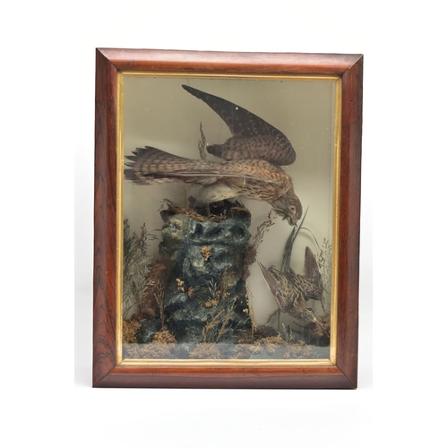 297 - TAXIDERMY, AN EARLY 20TH CENTURY GLAZED OAK CASE CONTAINING A KESTREL WITH A BEAK OF FEATHERS AND A ... 