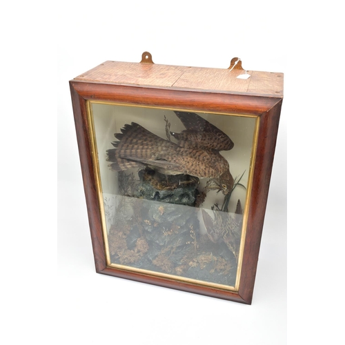 297 - TAXIDERMY, AN EARLY 20TH CENTURY GLAZED OAK CASE CONTAINING A KESTREL WITH A BEAK OF FEATHERS AND A ... 