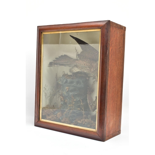 297 - TAXIDERMY, AN EARLY 20TH CENTURY GLAZED OAK CASE CONTAINING A KESTREL WITH A BEAK OF FEATHERS AND A ... 