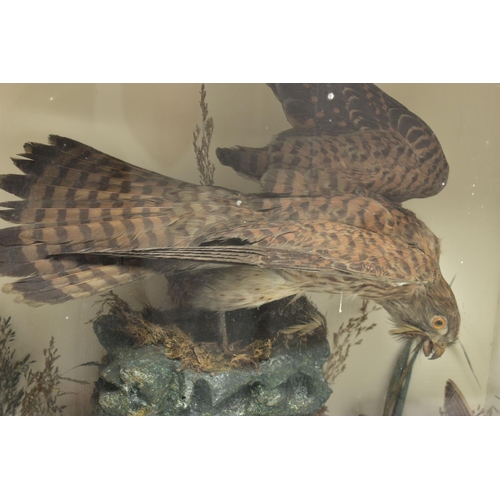 297 - TAXIDERMY, AN EARLY 20TH CENTURY GLAZED OAK CASE CONTAINING A KESTREL WITH A BEAK OF FEATHERS AND A ... 