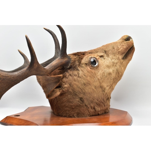 298 - TAXIDERMY: A EUROPEAN RED DEER STAG'S HEAD MOUNTED ON A WALNUT SHIELD, thirteen points (7 and 6), wi... 