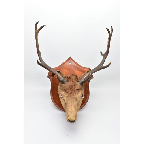 298 - TAXIDERMY: A EUROPEAN RED DEER STAG'S HEAD MOUNTED ON A WALNUT SHIELD, thirteen points (7 and 6), wi... 