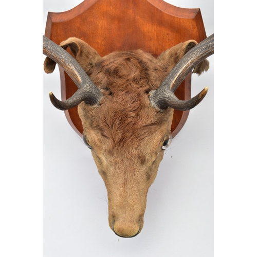 298 - TAXIDERMY: A EUROPEAN RED DEER STAG'S HEAD MOUNTED ON A WALNUT SHIELD, thirteen points (7 and 6), wi... 