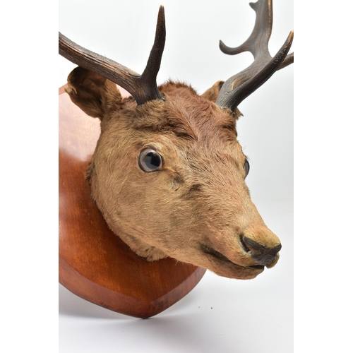 298 - TAXIDERMY: A EUROPEAN RED DEER STAG'S HEAD MOUNTED ON A WALNUT SHIELD, thirteen points (7 and 6), wi... 