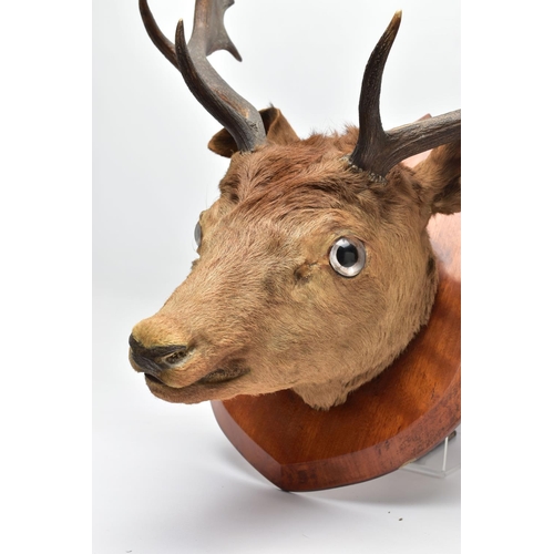 298 - TAXIDERMY: A EUROPEAN RED DEER STAG'S HEAD MOUNTED ON A WALNUT SHIELD, thirteen points (7 and 6), wi... 