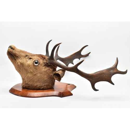 298 - TAXIDERMY: A EUROPEAN RED DEER STAG'S HEAD MOUNTED ON A WALNUT SHIELD, thirteen points (7 and 6), wi... 