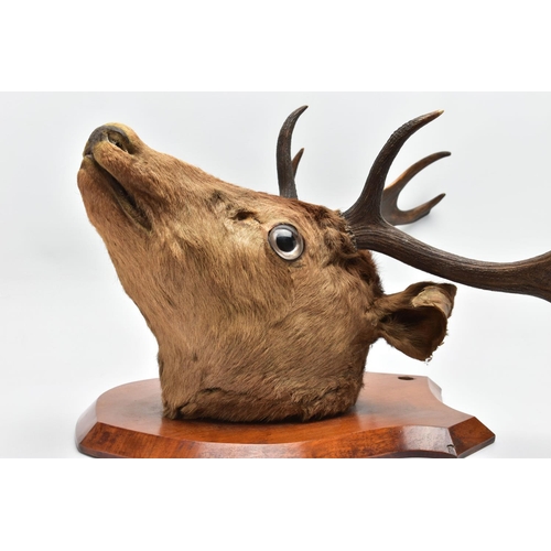 298 - TAXIDERMY: A EUROPEAN RED DEER STAG'S HEAD MOUNTED ON A WALNUT SHIELD, thirteen points (7 and 6), wi... 