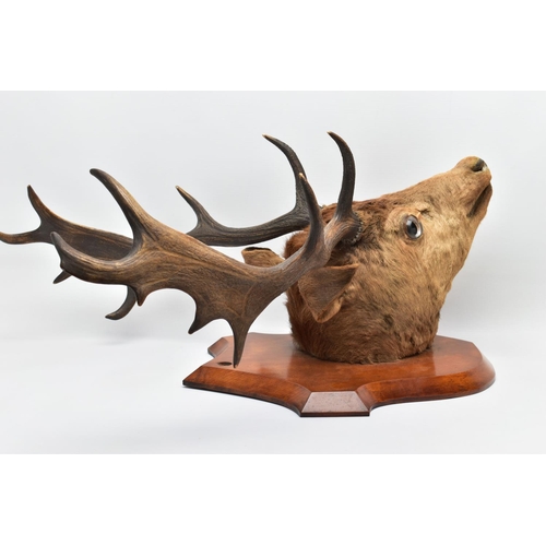 298 - TAXIDERMY: A EUROPEAN RED DEER STAG'S HEAD MOUNTED ON A WALNUT SHIELD, thirteen points (7 and 6), wi... 