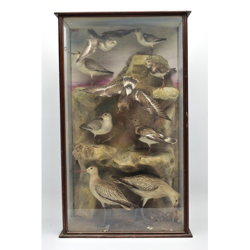 299 - TAXIDERMY: A LATE VICTORIAN / EDWARDIAN GLAZED CASE CONTAINING A DISPLAY OF NINE BRITISH COASTAL BIR... 