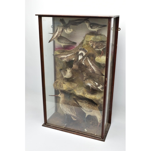 299 - TAXIDERMY: A LATE VICTORIAN / EDWARDIAN GLAZED CASE CONTAINING A DISPLAY OF NINE BRITISH COASTAL BIR... 