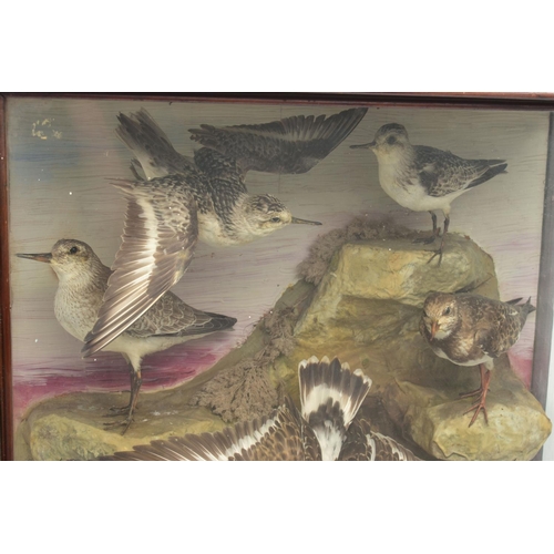 299 - TAXIDERMY: A LATE VICTORIAN / EDWARDIAN GLAZED CASE CONTAINING A DISPLAY OF NINE BRITISH COASTAL BIR... 