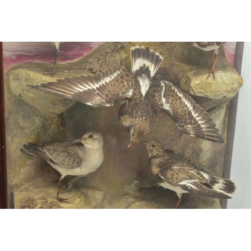 299 - TAXIDERMY: A LATE VICTORIAN / EDWARDIAN GLAZED CASE CONTAINING A DISPLAY OF NINE BRITISH COASTAL BIR... 