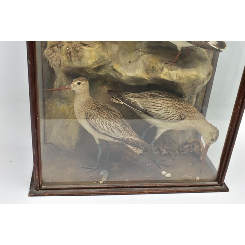 299 - TAXIDERMY: A LATE VICTORIAN / EDWARDIAN GLAZED CASE CONTAINING A DISPLAY OF NINE BRITISH COASTAL BIR... 