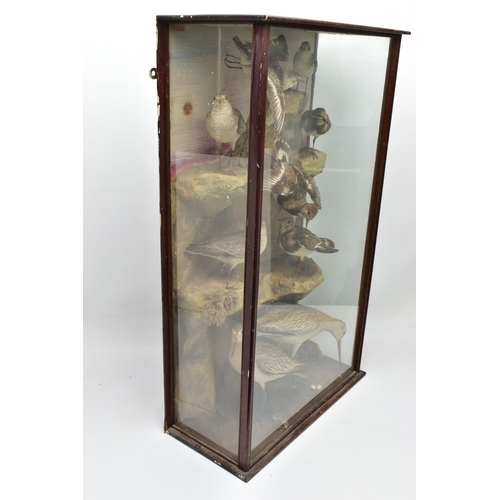 299 - TAXIDERMY: A LATE VICTORIAN / EDWARDIAN GLAZED CASE CONTAINING A DISPLAY OF NINE BRITISH COASTAL BIR... 