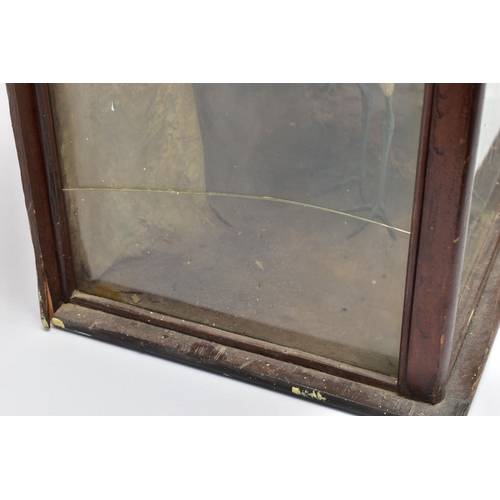 299 - TAXIDERMY: A LATE VICTORIAN / EDWARDIAN GLAZED CASE CONTAINING A DISPLAY OF NINE BRITISH COASTAL BIR... 