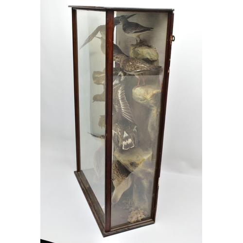 299 - TAXIDERMY: A LATE VICTORIAN / EDWARDIAN GLAZED CASE CONTAINING A DISPLAY OF NINE BRITISH COASTAL BIR... 