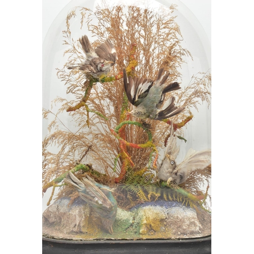 300 - TAXIDERMY: A LATE VICTORIAN GLASS DOME ON AN OVAL EBONISED BASE CONTAINING A DISPLAY OF FOUR SMALL E... 