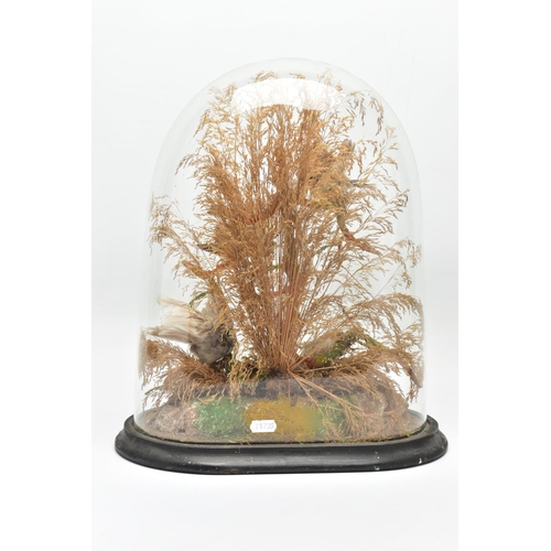 300 - TAXIDERMY: A LATE VICTORIAN GLASS DOME ON AN OVAL EBONISED BASE CONTAINING A DISPLAY OF FOUR SMALL E... 