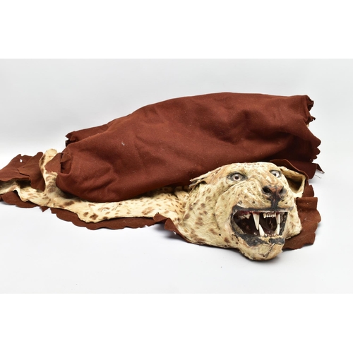 301 - TAXIDERMY: AN EARLY 20TH CENTURY LEOPARD SKIN RUG WITH MOUNTED HEAD ATTACHED, with glass eyes and op... 