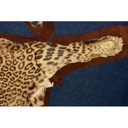 301 - TAXIDERMY: AN EARLY 20TH CENTURY LEOPARD SKIN RUG WITH MOUNTED HEAD ATTACHED, with glass eyes and op... 