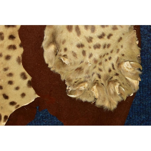 301 - TAXIDERMY: AN EARLY 20TH CENTURY LEOPARD SKIN RUG WITH MOUNTED HEAD ATTACHED, with glass eyes and op... 