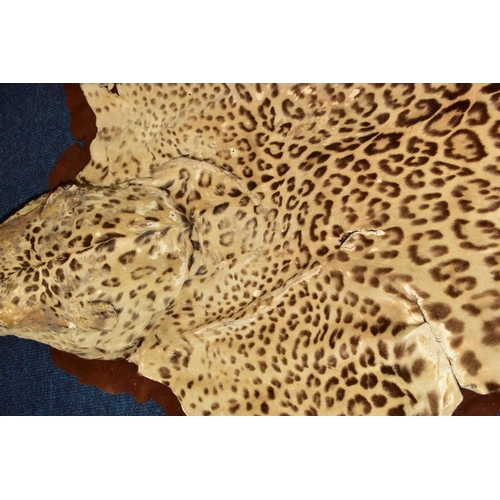 301 - TAXIDERMY: AN EARLY 20TH CENTURY LEOPARD SKIN RUG WITH MOUNTED HEAD ATTACHED, with glass eyes and op... 