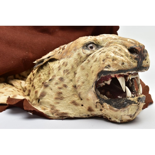 301 - TAXIDERMY: AN EARLY 20TH CENTURY LEOPARD SKIN RUG WITH MOUNTED HEAD ATTACHED, with glass eyes and op... 