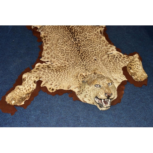 301 - TAXIDERMY: AN EARLY 20TH CENTURY LEOPARD SKIN RUG WITH MOUNTED HEAD ATTACHED, with glass eyes and op... 