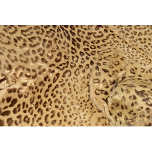 301 - TAXIDERMY: AN EARLY 20TH CENTURY LEOPARD SKIN RUG WITH MOUNTED HEAD ATTACHED, with glass eyes and op... 