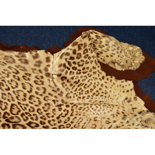 301 - TAXIDERMY: AN EARLY 20TH CENTURY LEOPARD SKIN RUG WITH MOUNTED HEAD ATTACHED, with glass eyes and op... 