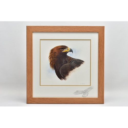 398 - SUE WARNER (BRITISH CONTEMPORARY) 'GOLDEN EAGLE', a detailed portrait study of a bird of prey, signe... 