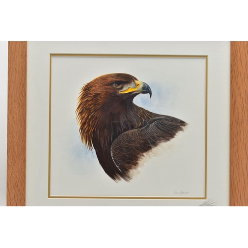 398 - SUE WARNER (BRITISH CONTEMPORARY) 'GOLDEN EAGLE', a detailed portrait study of a bird of prey, signe... 