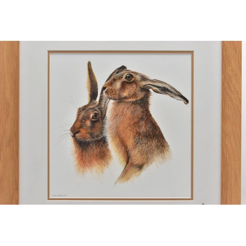 399 - SUE WARNER (BRITISH CONTEMPORARY) 'HARES', a detailed study of two hares, signed bottom left, waterc... 