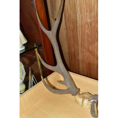 635 - A PAIR OF RED DEER ANTLERS, unmounted, with top of skull, eleven points, total length 61cm, width at... 