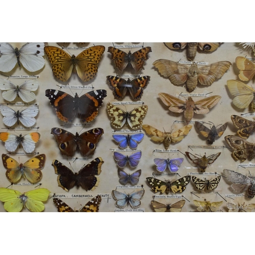 455 - AN EARLY TWENTIETH CENTURY CASE OF BRITISH BUTTERFLIES AND MOTHS, to include approximately seventy t... 