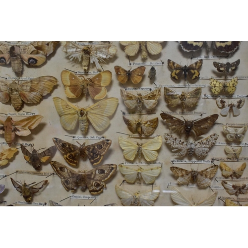 455 - AN EARLY TWENTIETH CENTURY CASE OF BRITISH BUTTERFLIES AND MOTHS, to include approximately seventy t... 