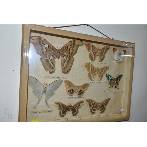 457 - TWO TWENTIETH CENTURY CASES OF EXOTIC BUTTERFLIES AND MOTHS to include thirty three butterflies and ... 