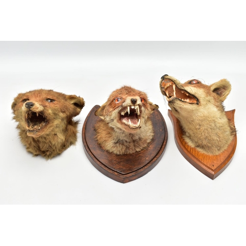 230 - TAXIDERMY: THREE FOXES MASKS, TWO MOUNTED ON WOODEN SHIELDS, the example on the oak shield bears lab... 