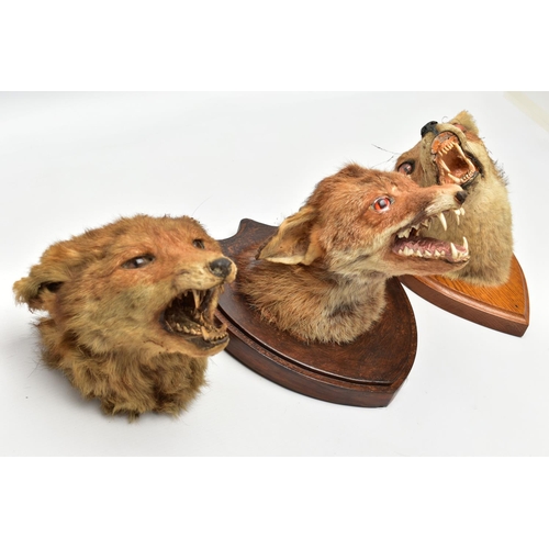 230 - TAXIDERMY: THREE FOXES MASKS, TWO MOUNTED ON WOODEN SHIELDS, the example on the oak shield bears lab... 